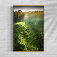 Tegalalang Rice Terrace, Ubud, Bali 2
