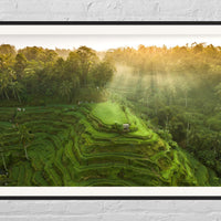 Tegalalang Rice Terrace, Ubud, Bali 4
