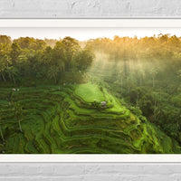 Tegalalang Rice Terrace, Ubud, Bali 4