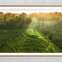 Tegalalang Rice Terrace, Ubud, Bali 4