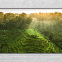 Tegalalang Rice Terrace, Ubud, Bali 4