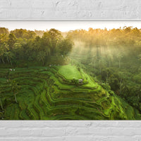 Tegalalang Rice Terrace, Ubud, Bali 4