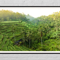 Tegalalang Rice Terrace, Ubud, Bali 3