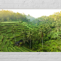 Tegalalang Rice Terrace, Ubud, Bali 3