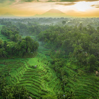 Tegalalang Rice Terrace, Ubud, Bali 8