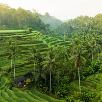 Tegalalang Rice Terrace, Ubud, Bali 3