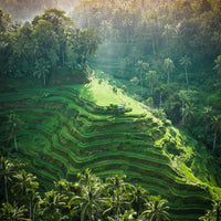 Tegalalang Rice Terrace, Ubud, Bali 6