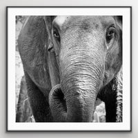 6616ab8ed8c3c268632d0a1d_elephant-black_1748321722875.jpg
