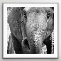 6616ab8ed8c3c268632d0a1d_elephant-white_1748321730186.jpg
