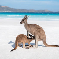 6616ab8ed8c3c268632d0a1d_kangaroo-in-lucky-bay-western-australia-landscape-_1755573080022.jpg