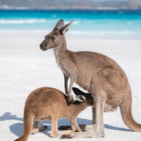 6616ab8ed8c3c268632d0a1d_kangaroo-in-lucky-bay-western-australia-portrait-_1755573080022.jpg