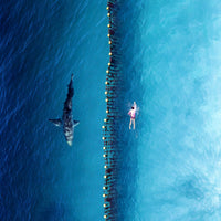 6616ab8ed8c3c268632d0a1d_shark-and-swimer_1749951818889.jpg