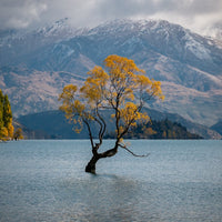 6616ab8ed8c3c268632d0a1d_that-wa-naka-tree-new-zealand-landscape-_1755664902486.jpg