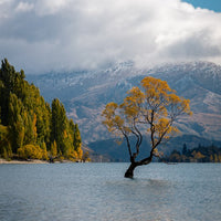 6616ab8ed8c3c268632d0a1d_that-wa-naka-tree-new-zealand-portrait-_1755664902487.jpg