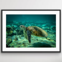 6616ab8ed8c3c268632d0a1d_turtle-black-_1747719889160.jpeg