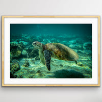 6616ab8ed8c3c268632d0a1d_turtle-oak_1747719889160.jpeg