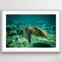 6616ab8ed8c3c268632d0a1d_turtle-white_1747719889160.jpeg