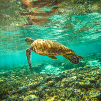 HERON ISLAND TURTLE