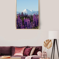 Mount Cook Lupins