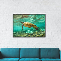 HERON ISLAND TURTLE