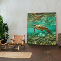 HERON ISLAND TURTLE