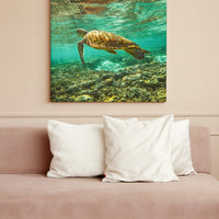 HERON ISLAND TURTLE