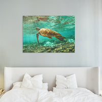 HERON ISLAND TURTLE