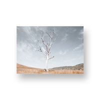 Ancient Tree