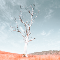 Ancient Tree