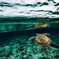 Turtle in the Philippines