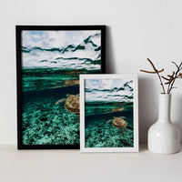 Turtle in the Philippines