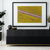Canola Fields