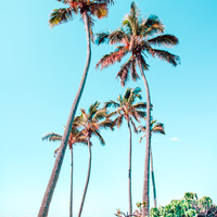 Gold Coast Palms