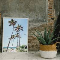 Gold Coast Palms