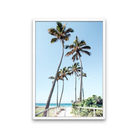 Gold Coast Palms