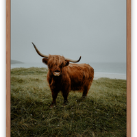 The Scottish Highland Coo