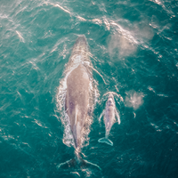Motherhood