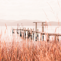 Port Arthur Reeds