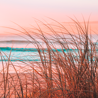 Sea Grass