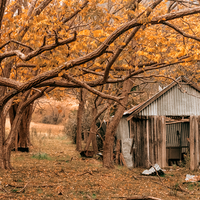Shed