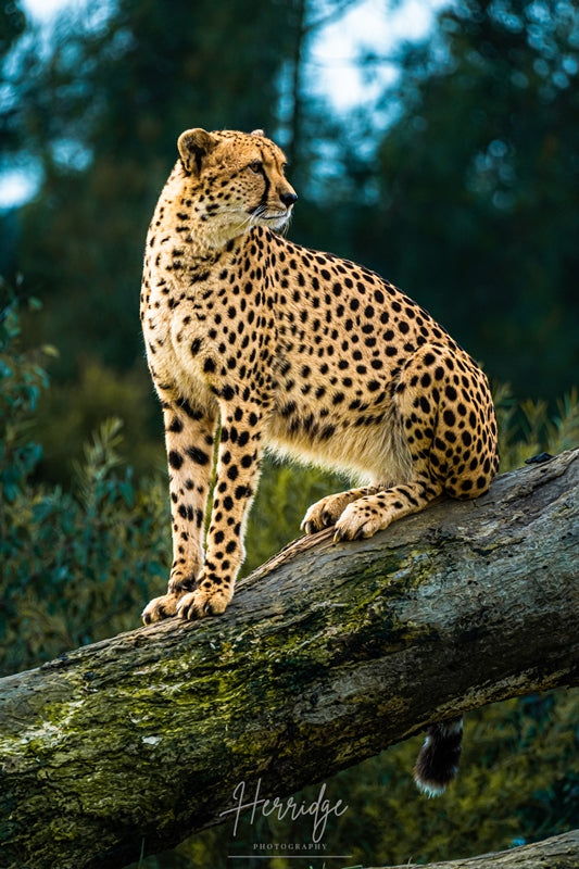 Spotted feline Riptide Prints