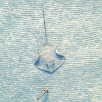 Stingray