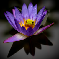 Water Lily resident tree frog