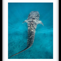 Ningaloo Whale Shark
