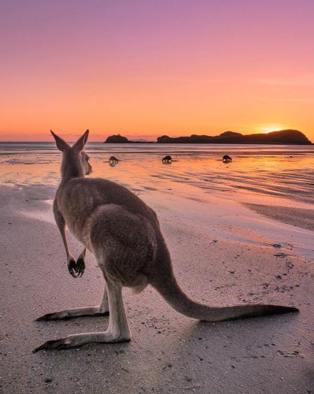 Cape Hillsborough Mackay - 1