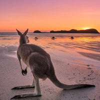 Cape Hillsborough Mackay - 1