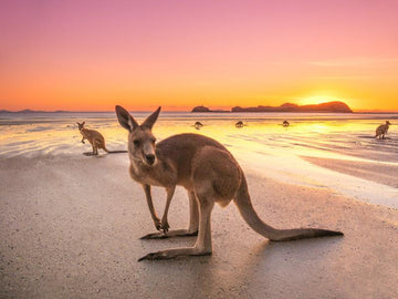 Mackay Kangaroo Sunrise - 1