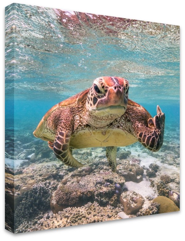 Terry the Turtle Flipping the Bird