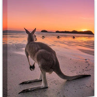 Cape Hillsborough Mackay - 5