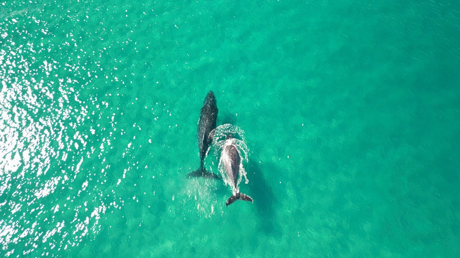 Noosa Whales - 1